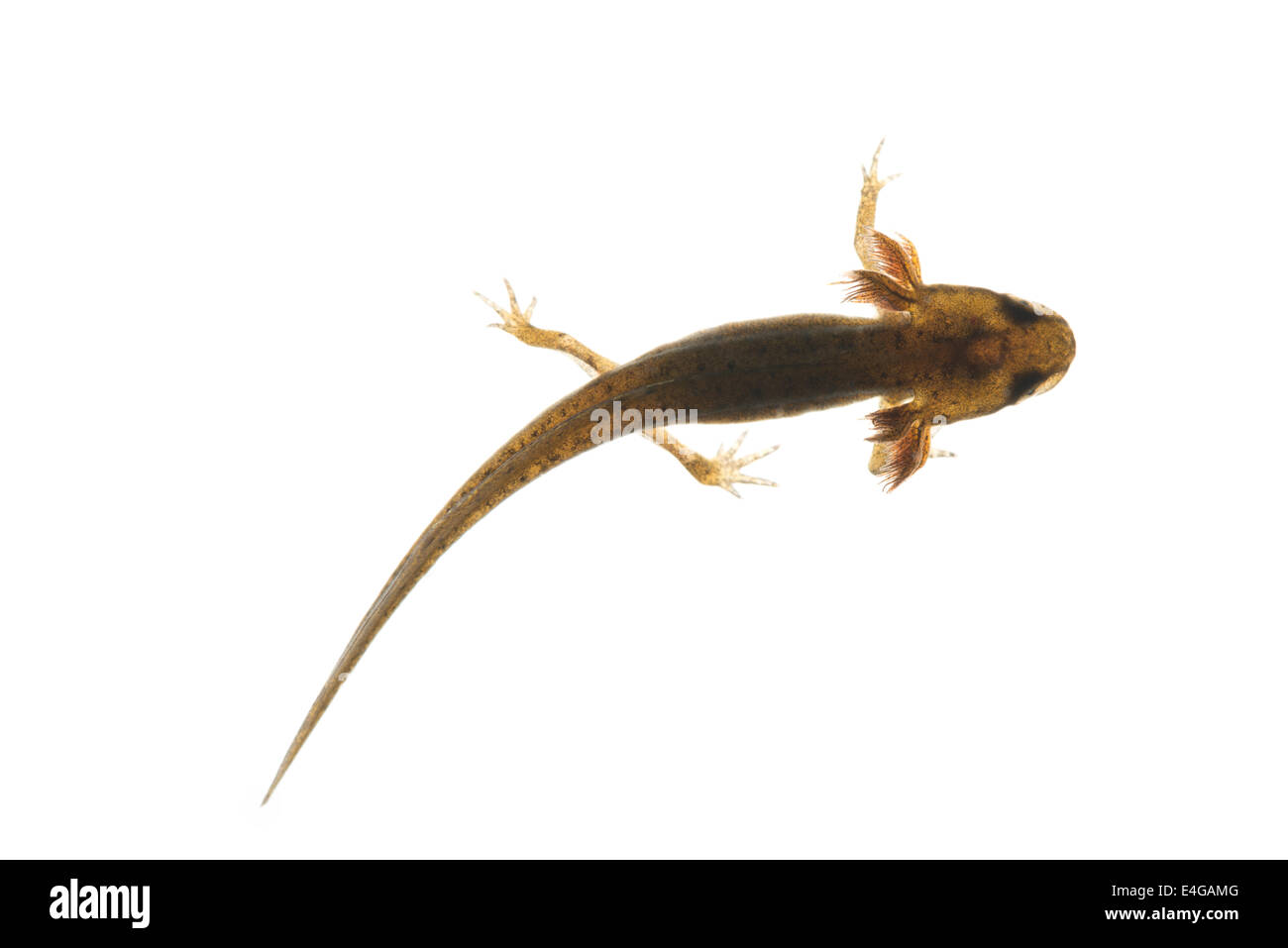 Les larves de Triton tacheté commune recherche avancée les jambes avec des branchies plumeuses étang laissera la fin de l'été ou l'automne 27 mm de long Banque D'Images