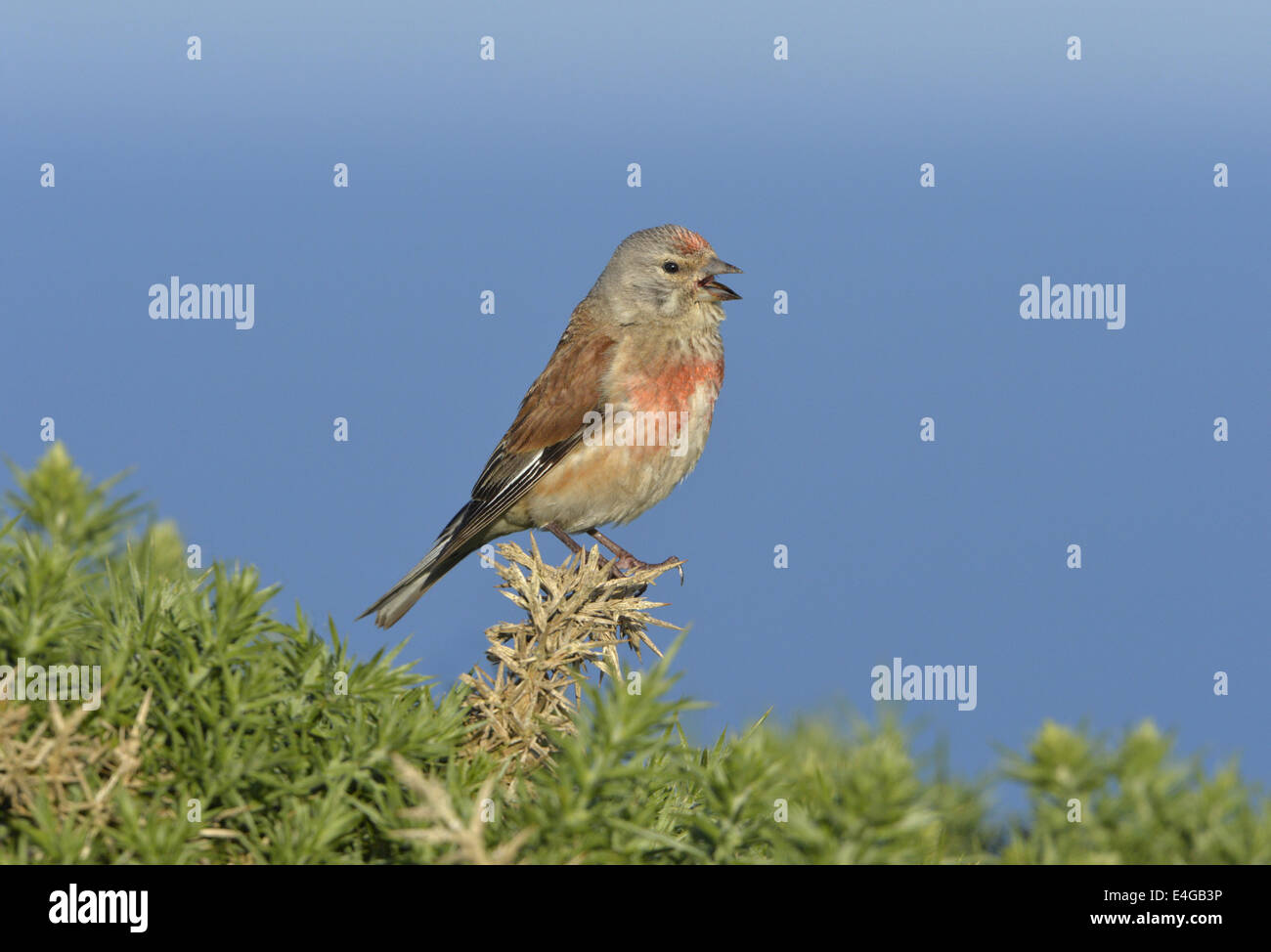 - Linaria cannabina Linnet - été homme Banque D'Images