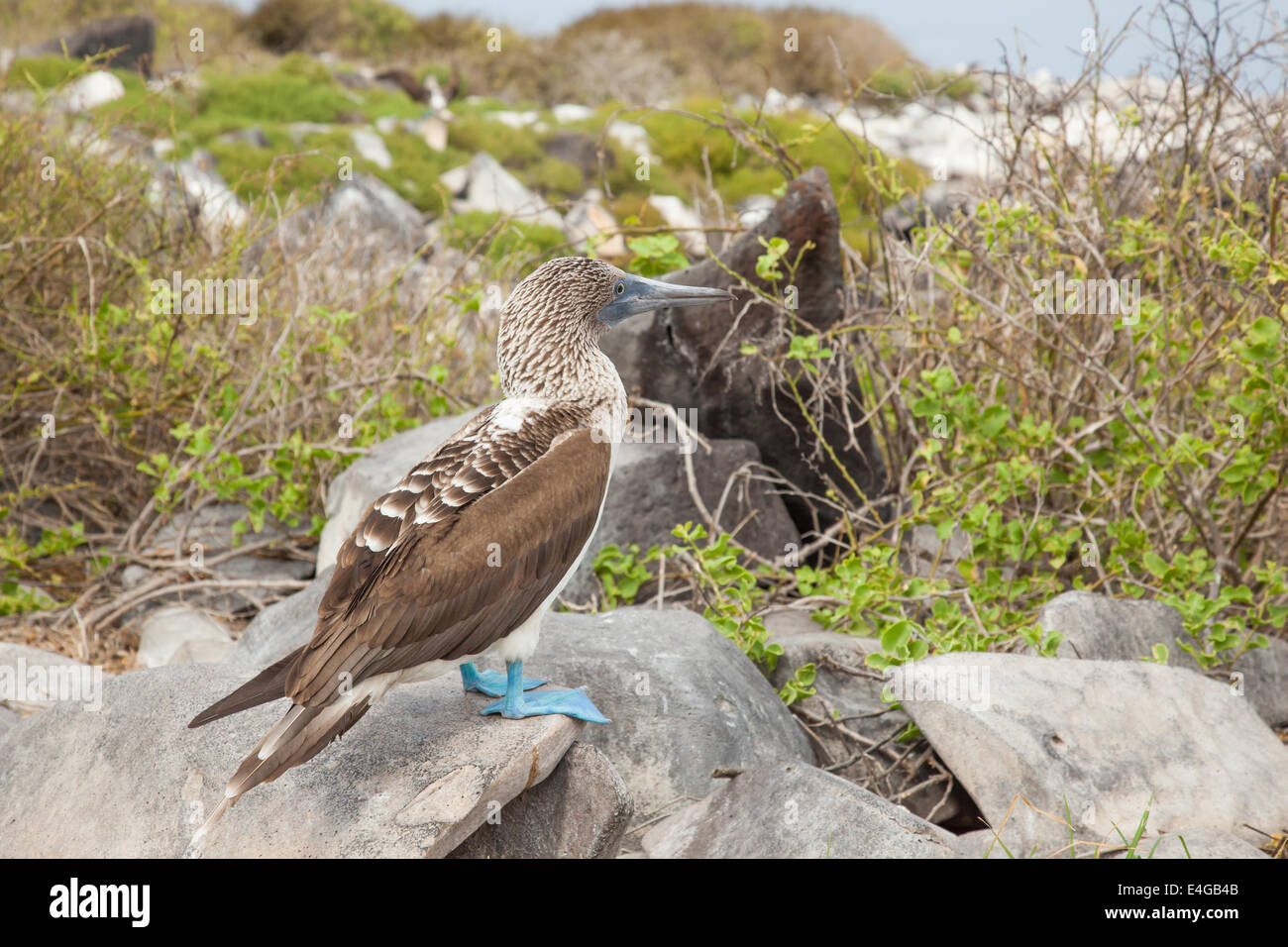 Blue Footed Bobby Banque D'Images