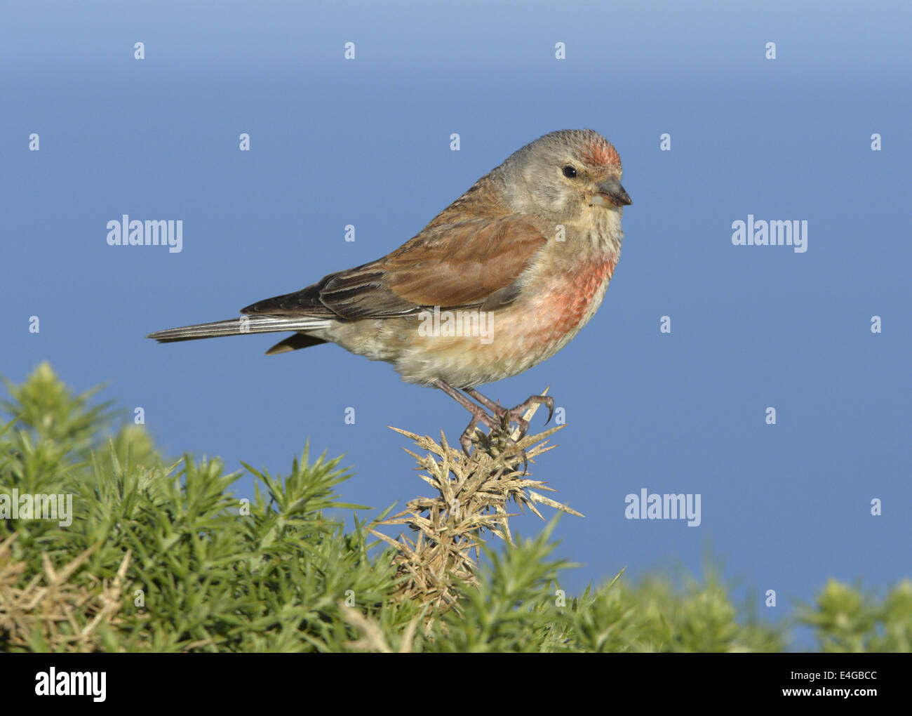 - Linaria cannabina Linnet - été mâle. Banque D'Images