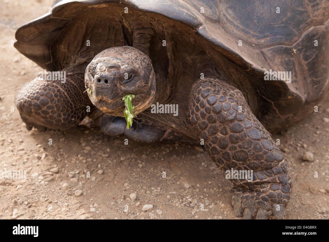 Tortue géante des Galapagos La végétation de l'alimentation Banque D'Images