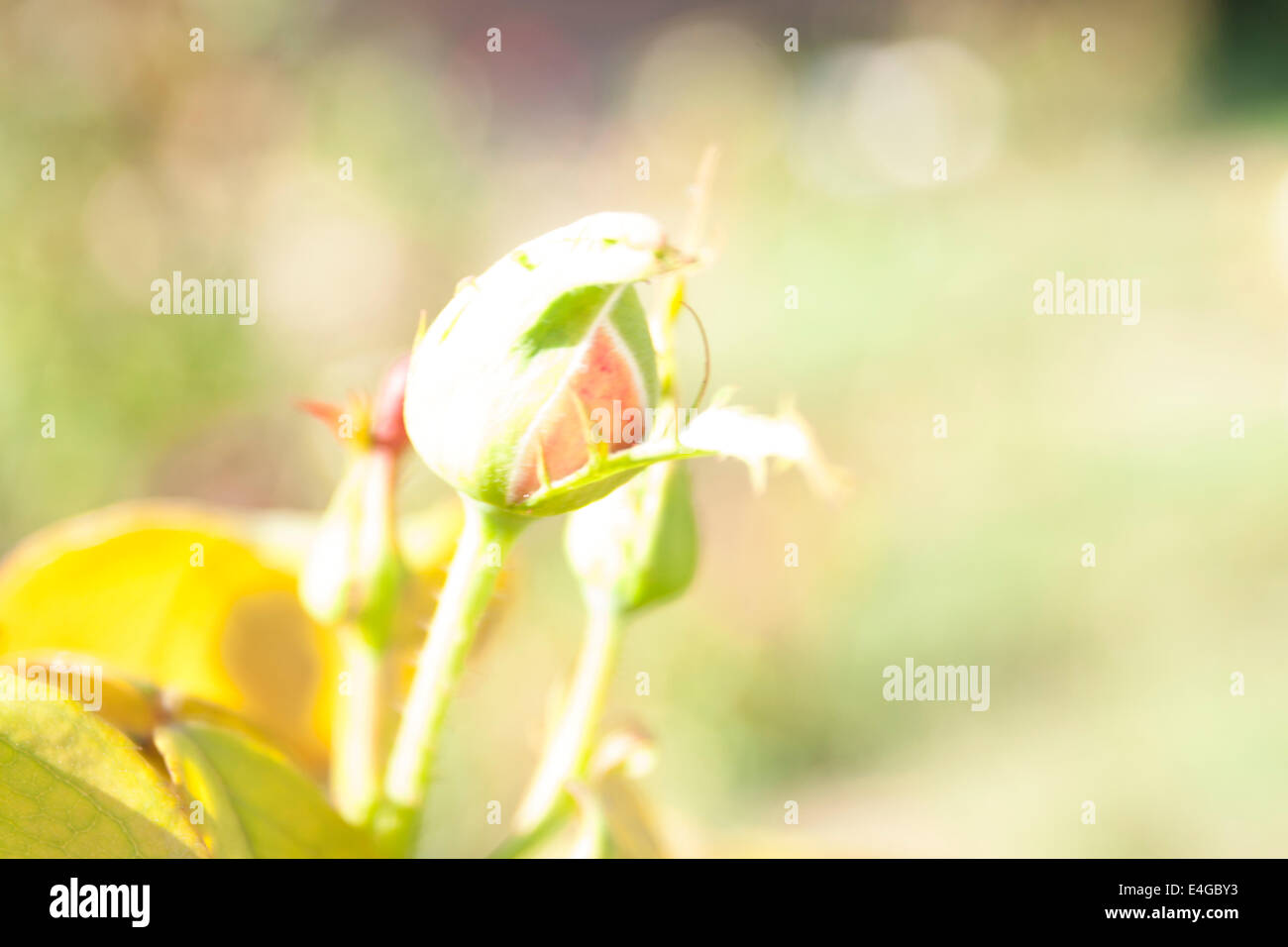 Bouton floral Banque D'Images