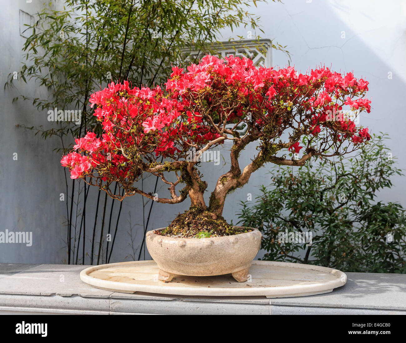 Fleurs de 40 ans sur l'affichage à l'Azalea Dr. Sun Yat-Sen Classical Chinese Garden à Vancouver, Colombie-Britannique, Canada. Banque D'Images
