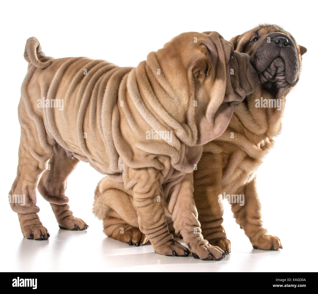 Deux Chiots jouant - chinese Shar Pei De la même portée isolé sur blanc - 4 mois Banque D'Images
