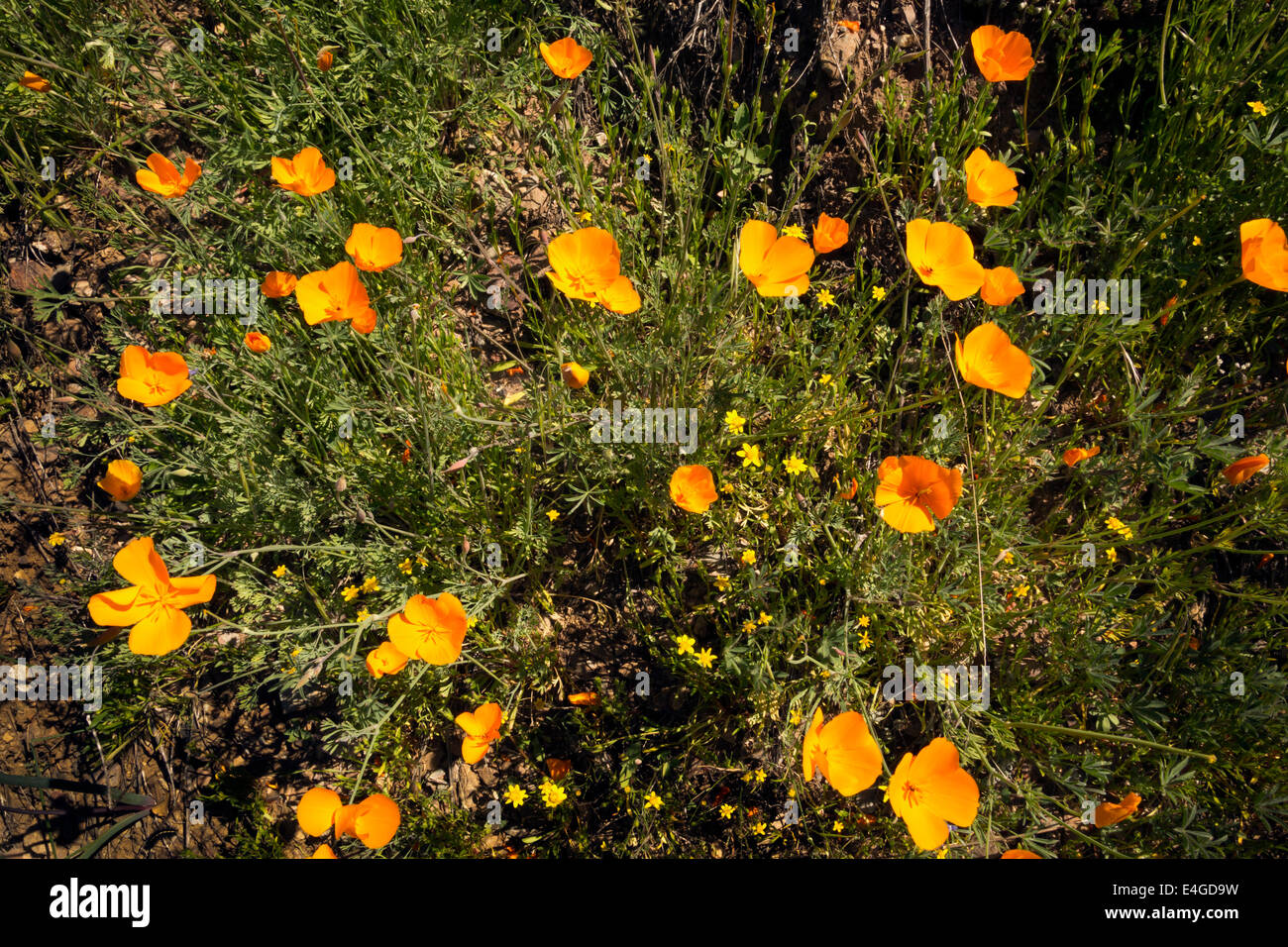 Californie - fleurs sauvages le long de la Hite Cove en Sierra National Forest. Banque D'Images