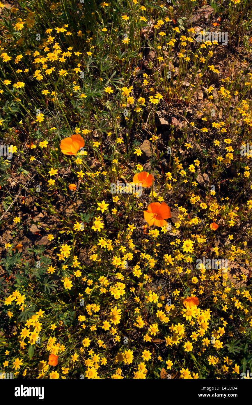Californie - fleurs sauvages le long de la Hite Cove en Sierra National Forest. Banque D'Images