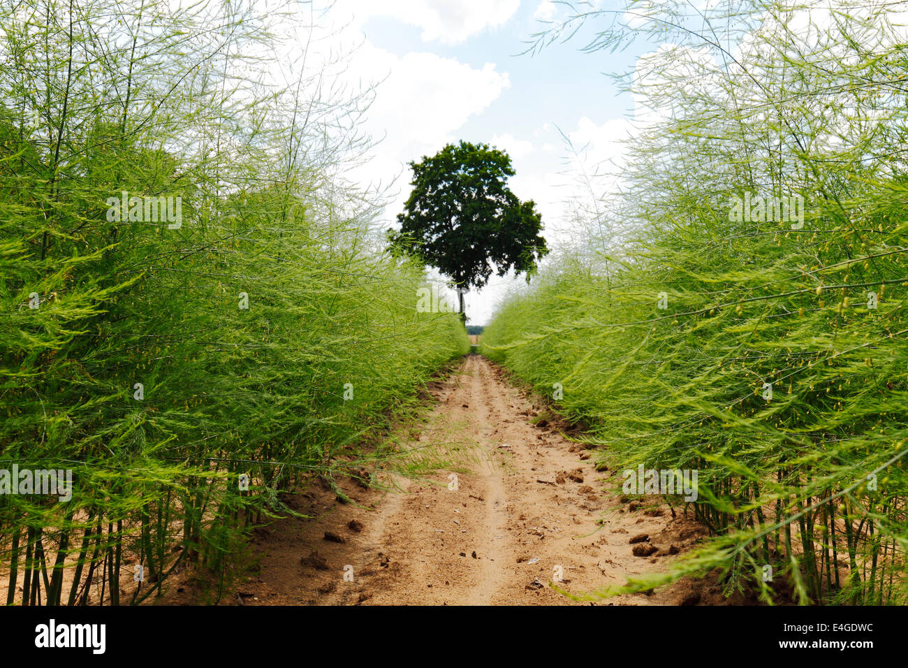 champ d’asperges Banque D'Images