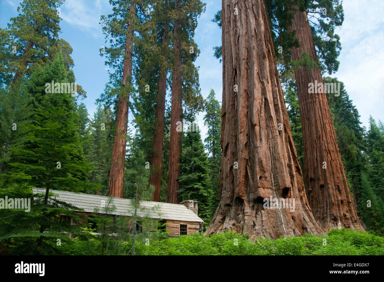 Log Cabin et grands arbres Séquoia Banque D'Images