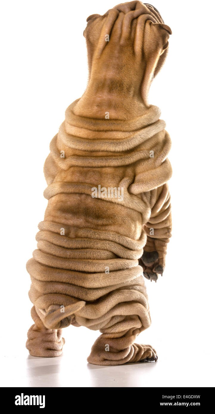Chinese Shar Pei debout sur les pieds arrière isolé sur fond blanc Banque D'Images