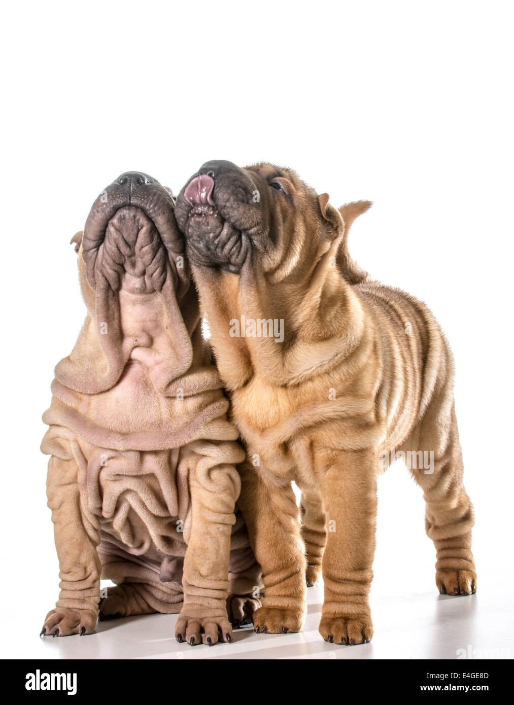 Deux chinois Shar Pei chiots jusqu'à isolé sur fond blanc - 4 mois Banque D'Images