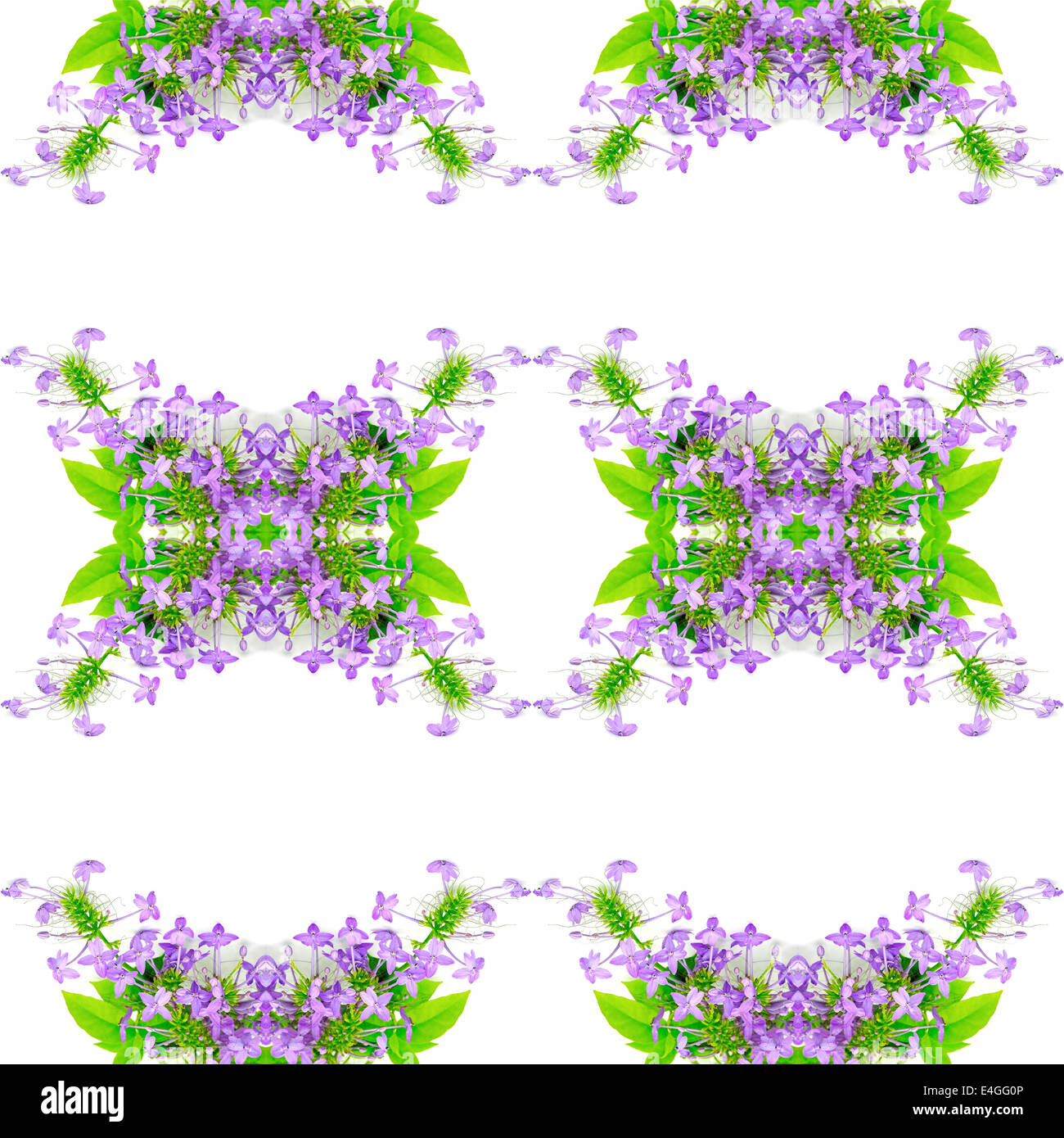 Belle fleur pourpre, violet Ixora (Pseuderanthemum andersonii), isolé sur fond blanc Banque D'Images