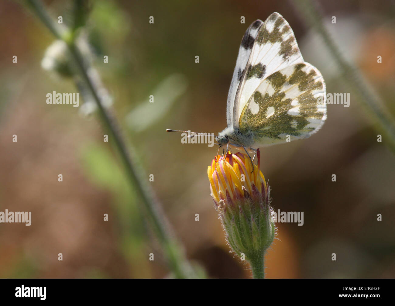 Papillon sur fleur Pontia daplidice Banque D'Images