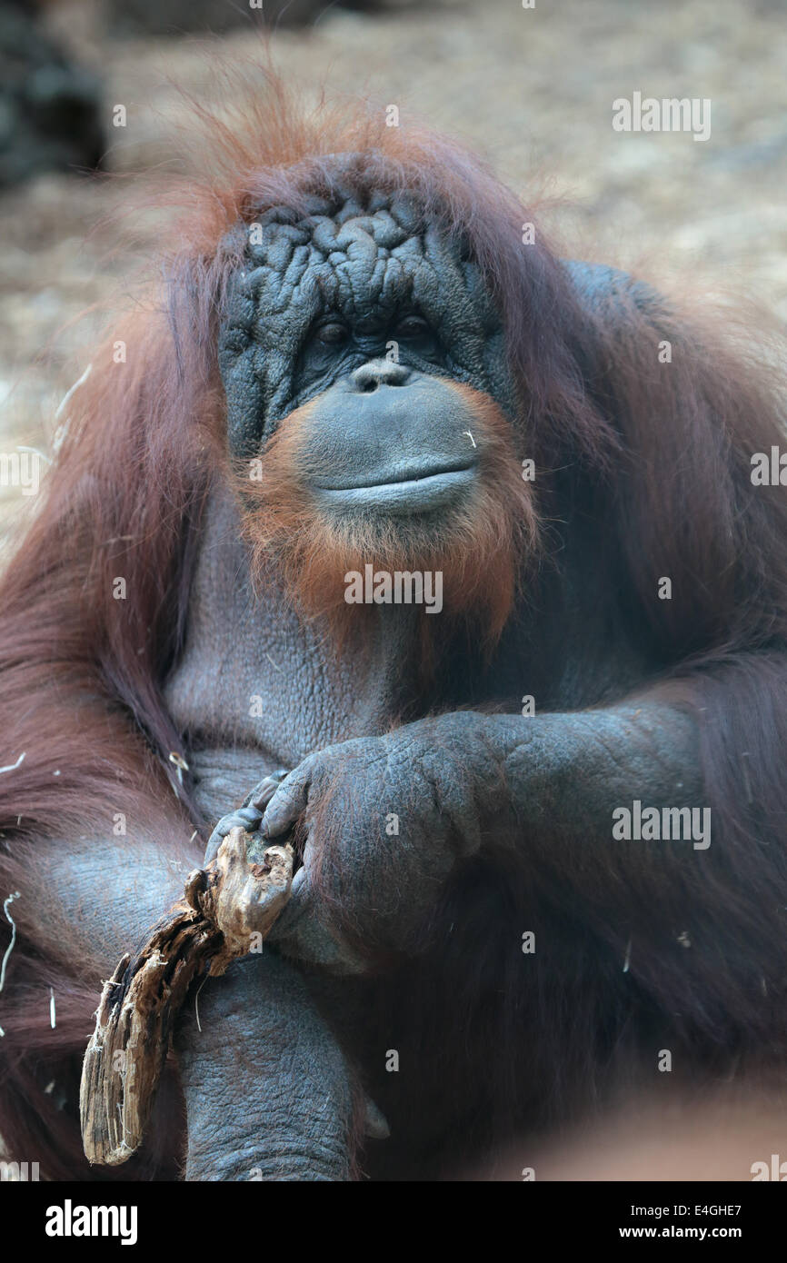 Portrait d'orang-outan, Pongo pygmaeus, un grand singe originaire de l'île de Bornéo Banque D'Images