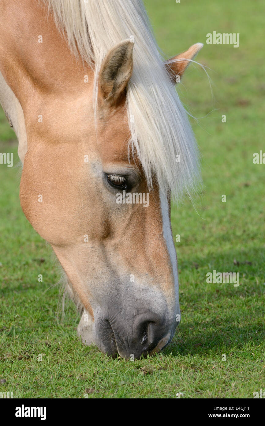 Cheval, Brown et blonde dans un pâturage de graminées de l'alimentation Banque D'Images