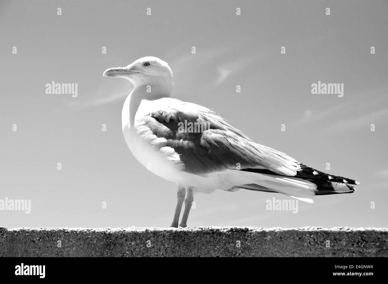 Mouette debout sur le mur avec ciel bleu en arrière-plan Banque D'Images