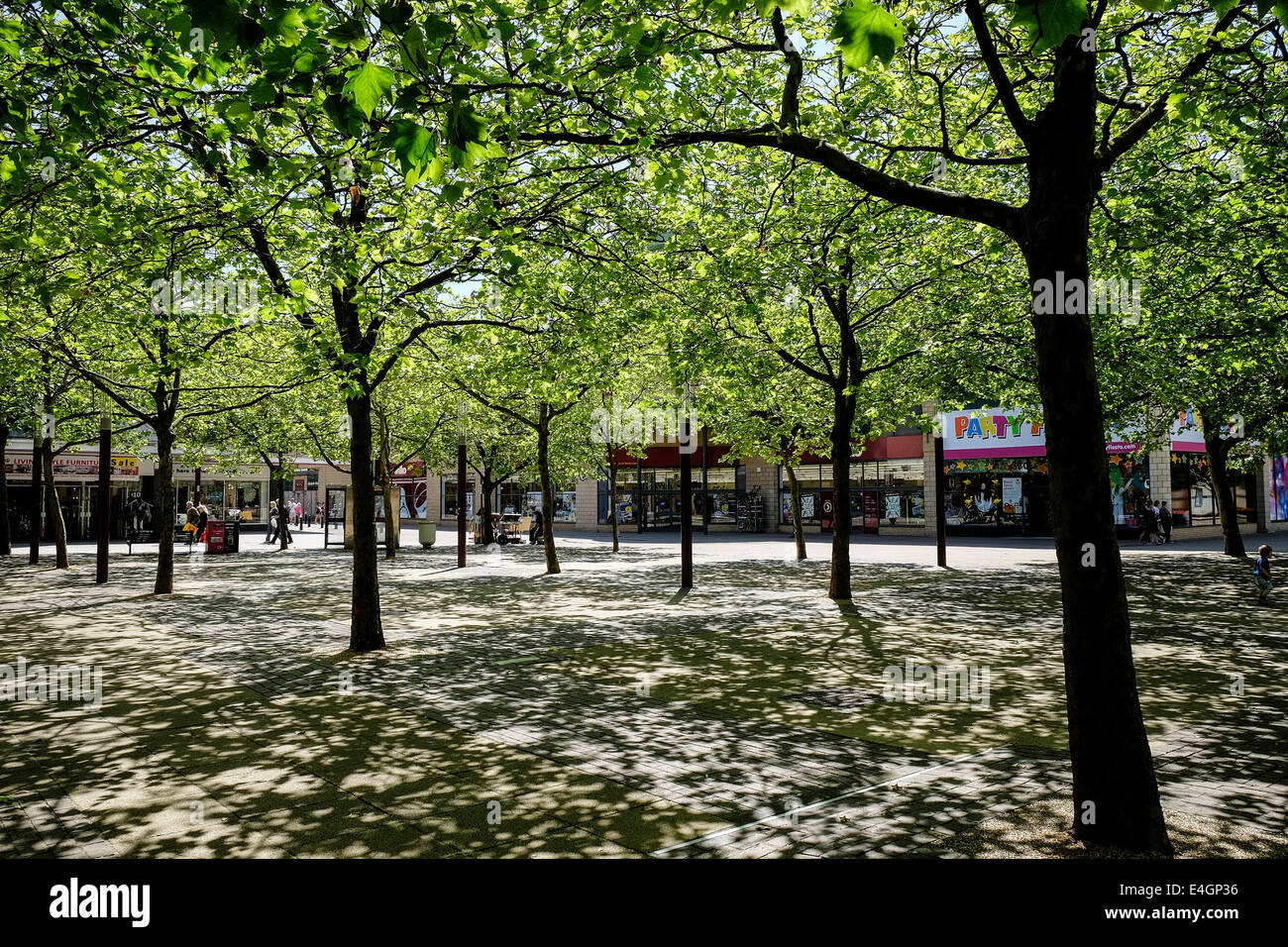 London plane Trees plantés dans le centre-ville de Basildon dans l'Essex. Banque D'Images