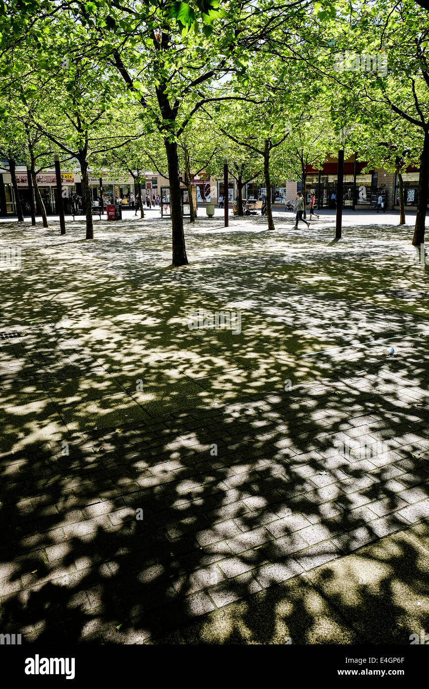 Ombres projetées par le feuillage des arbres Plan de Londres. Banque D'Images