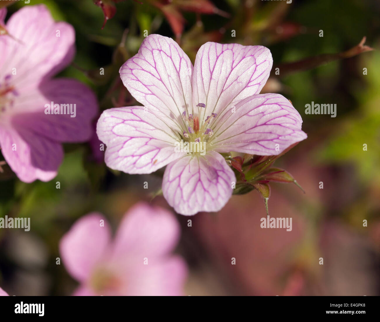 Geranium x oxonianum 'Lutzie' Banque D'Images