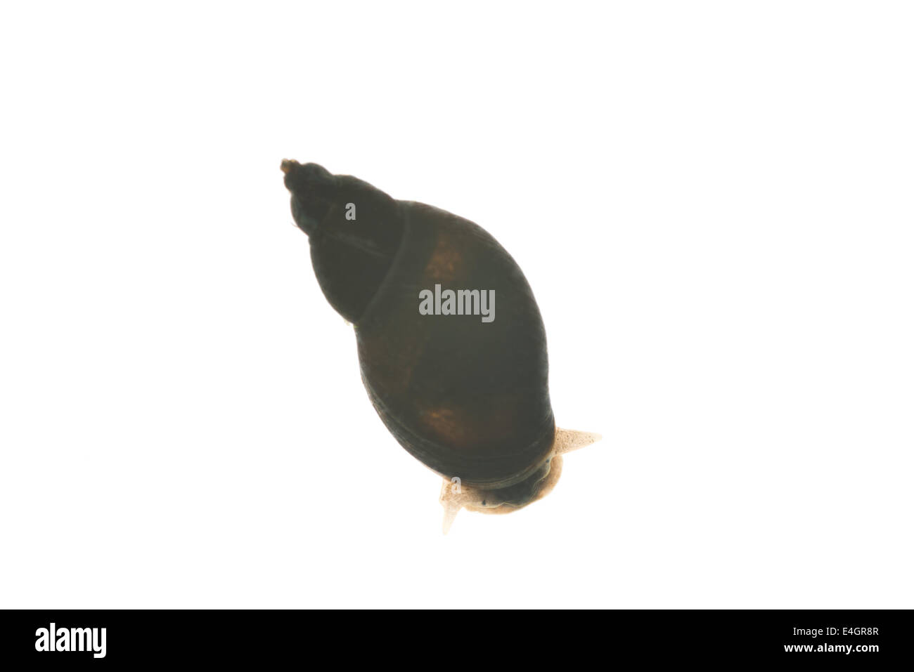 En eau douce grand étang rétroéclairé escargot pour montrer et décrire la structure translucide partielle Banque D'Images