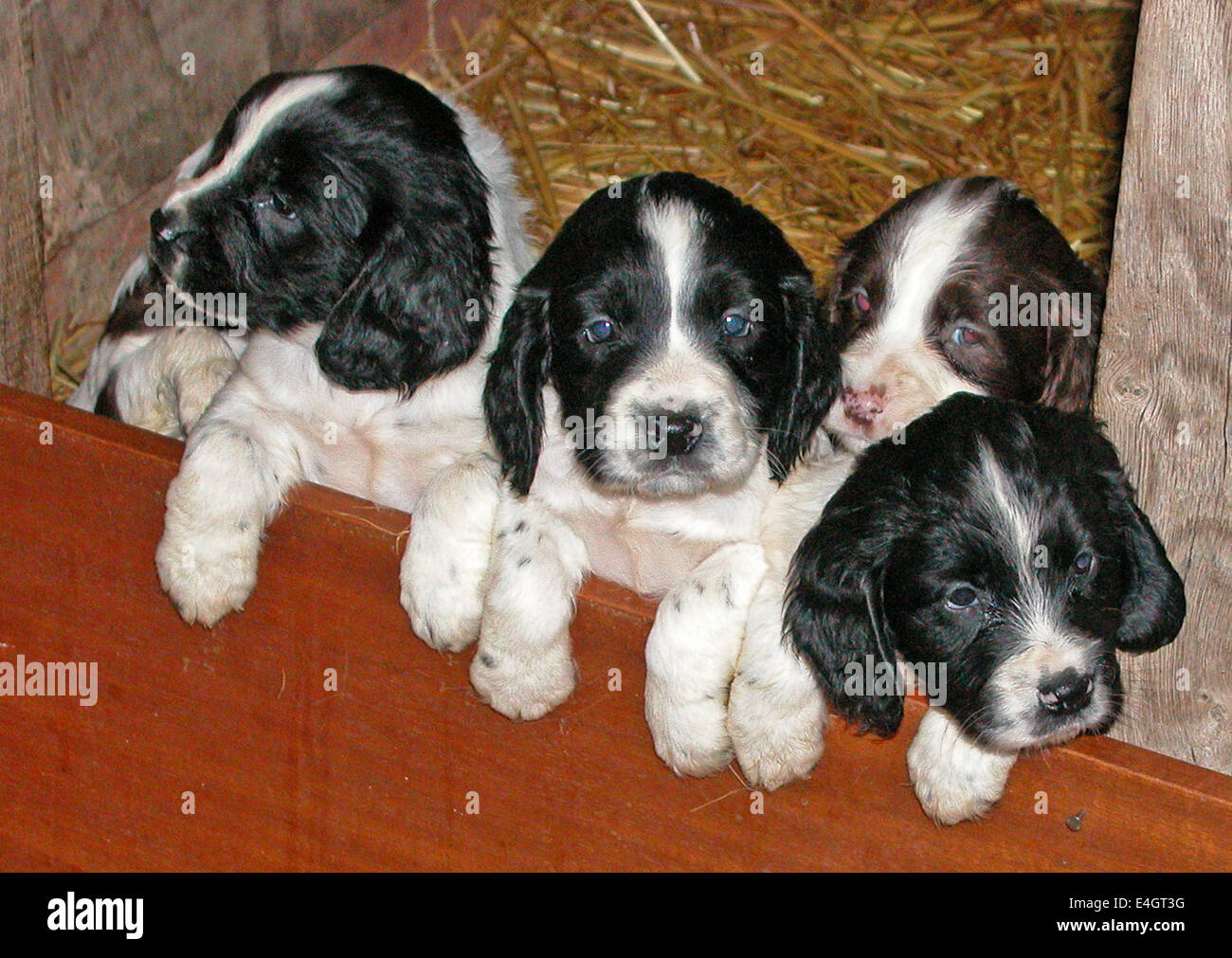 Springer spaniel chiots. Une nichée de chiots à partir d'une souche de travail. Ceux-ci ont tous leur queue à quai pour éviter les blessures lors de travaux dans les bois et les haies. Banque D'Images