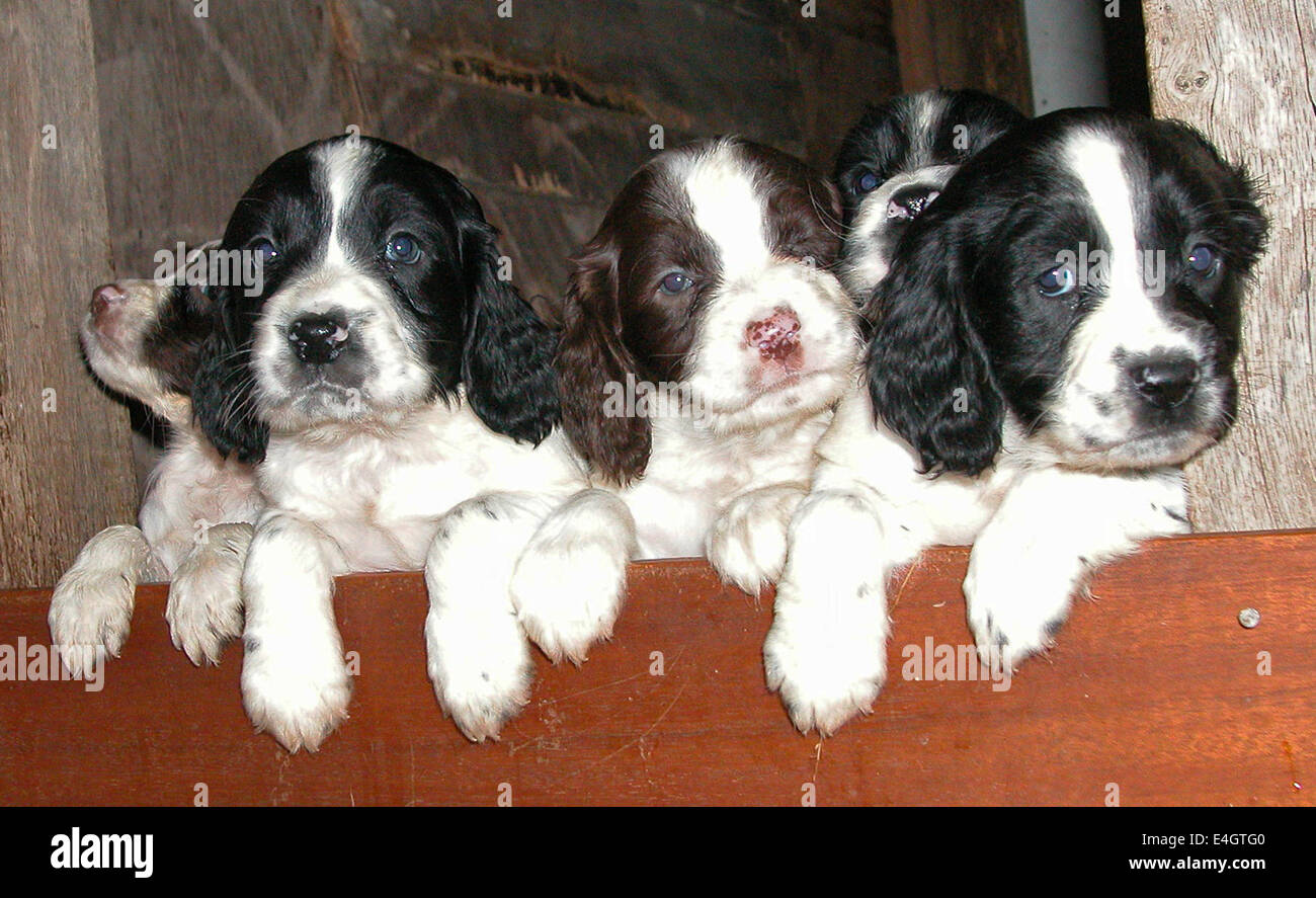 Springer spaniel chiots. Une nichée de chiots à partir d'une souche de travail. Ceux-ci ont tous leur queue à quai pour éviter les blessures lors de travaux dans les bois et les haies. Banque D'Images