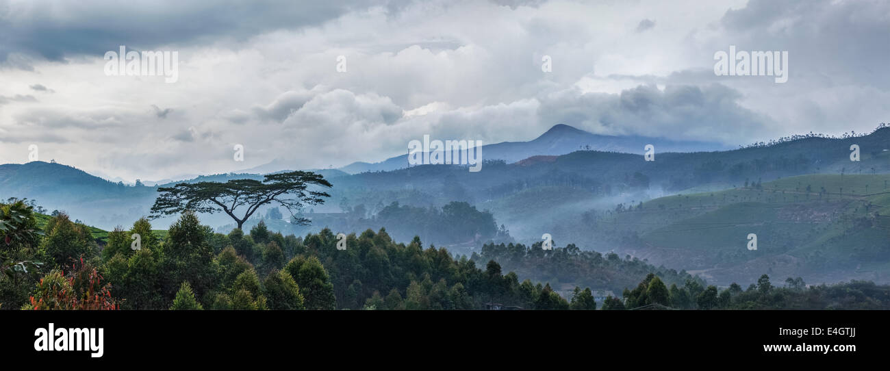 Panorama du matin nuageux en collines avec lonely tree sur le lever du soleil dans les collines. Kerala, Inde Banque D'Images