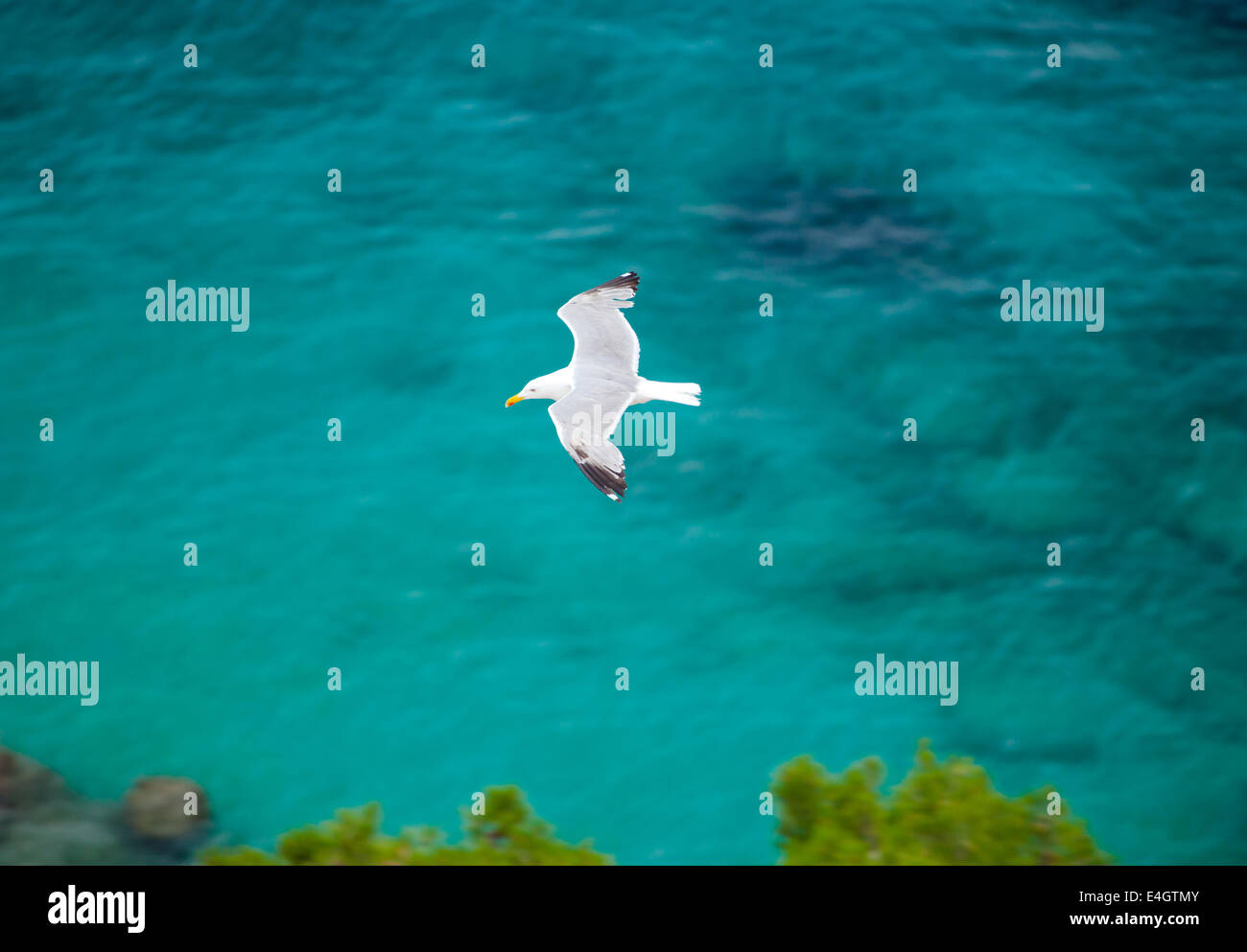 Vue d'une mouette voler au-dessus d'une baie à Capri Banque D'Images