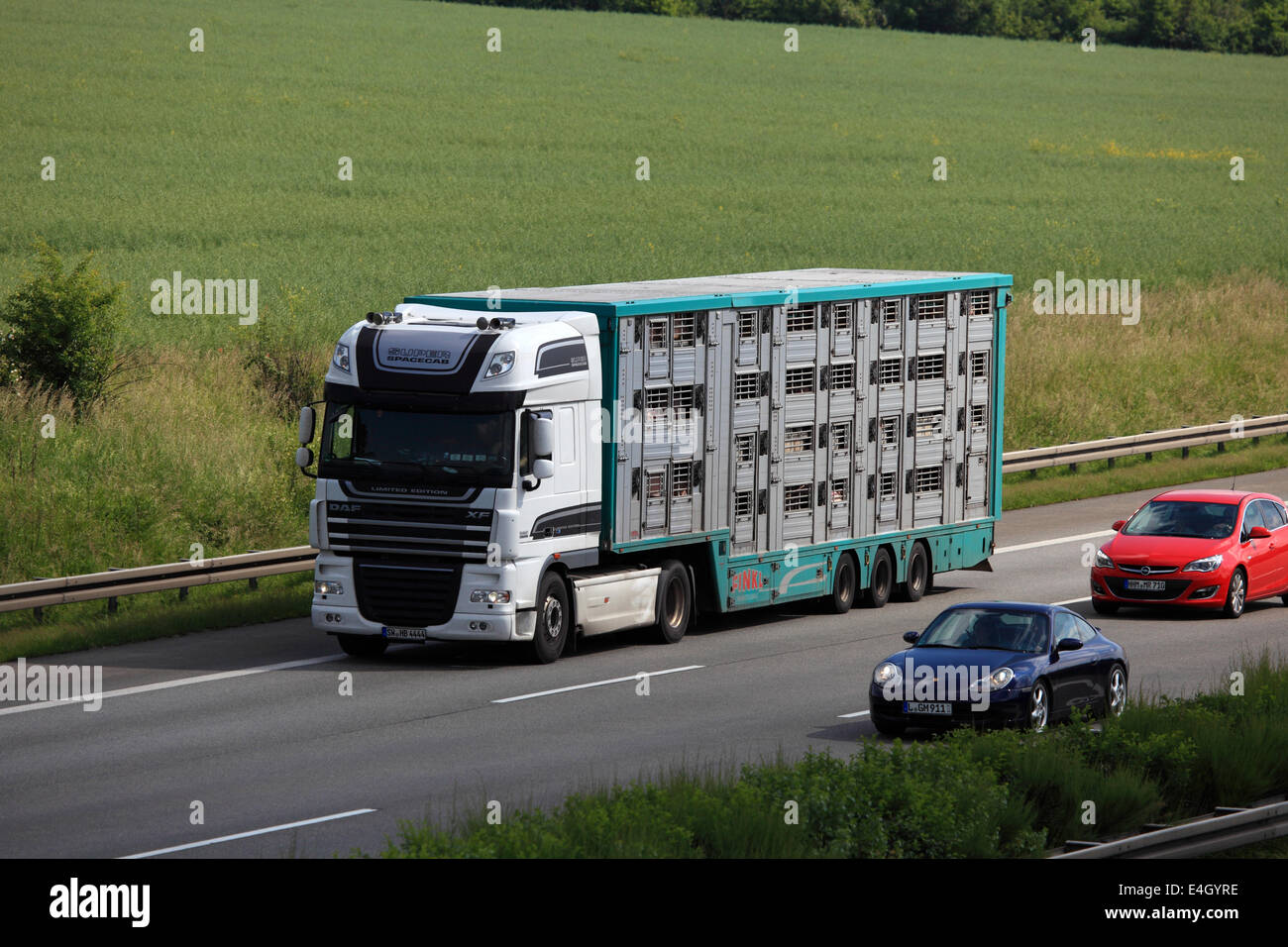 Transport des animaux camion sur l'autoroute en Allemagne Banque D'Images