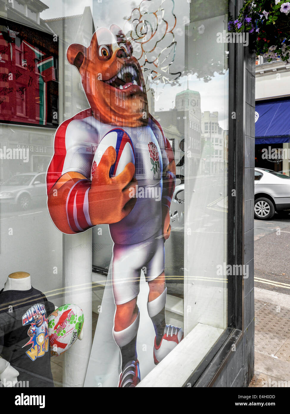 Ruckley, bouledogue ambassadeur et mascotte de l'équipe anglaise de rugby avec ballon et rugby shirt, le Rugby Twickenham, magasin,UK Banque D'Images