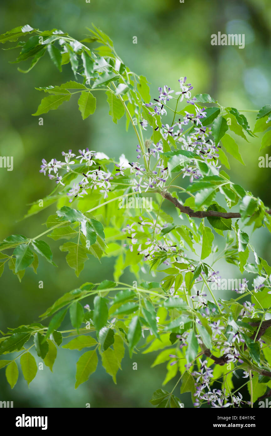 Melia azedarach, lilas de Perse. Banque D'Images