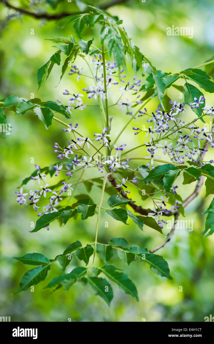 Melia azedarach, lilas de Perse. Banque D'Images