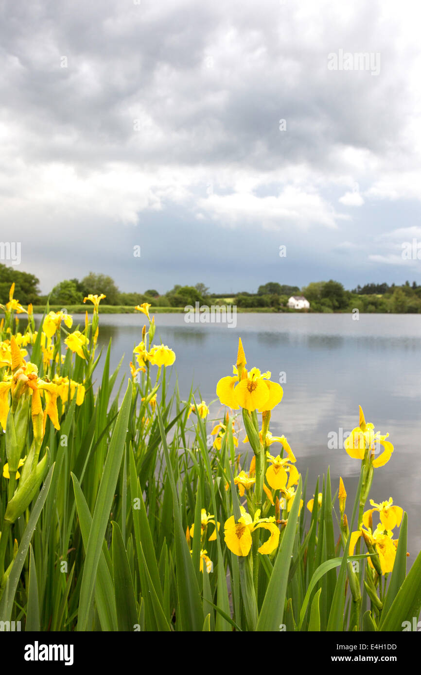 Iris jaunes qui poussent sur les rives d'un lac. Angleterre, Royaume-Uni Banque D'Images