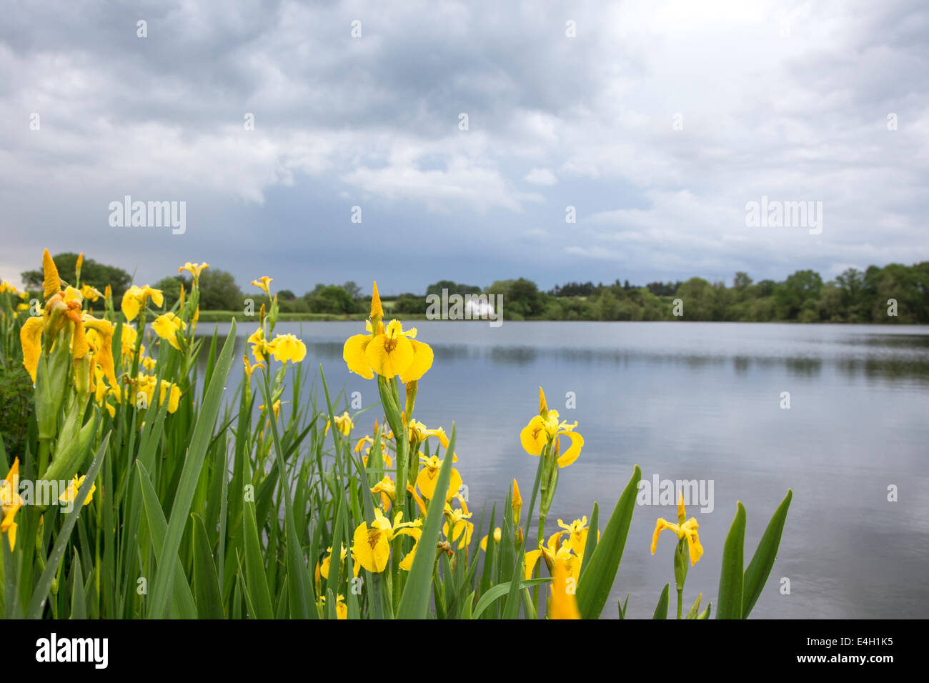 Iris jaunes qui poussent sur les rives d'un lac. Angleterre, Royaume-Uni Banque D'Images