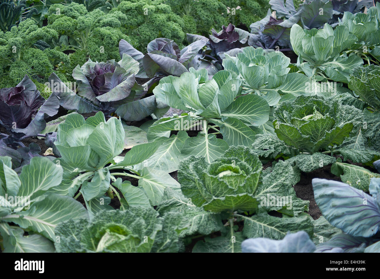 Chou, Brassica oleracea 'Brigadier'. Banque D'Images