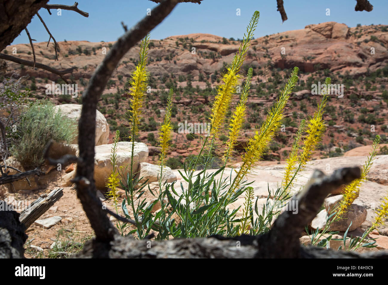 Moab, Utah - Prince's Plume (Stanleya pinnata) fleurissent dans Canyonlands National Park. Banque D'Images