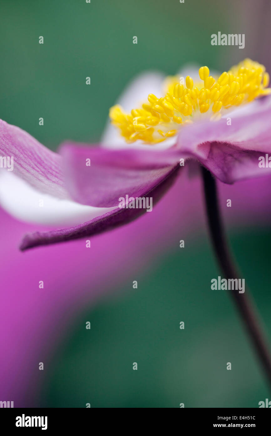 Anémone Anémone, Japonais, Anemone x hybrida 'Serenade'. Banque D'Images