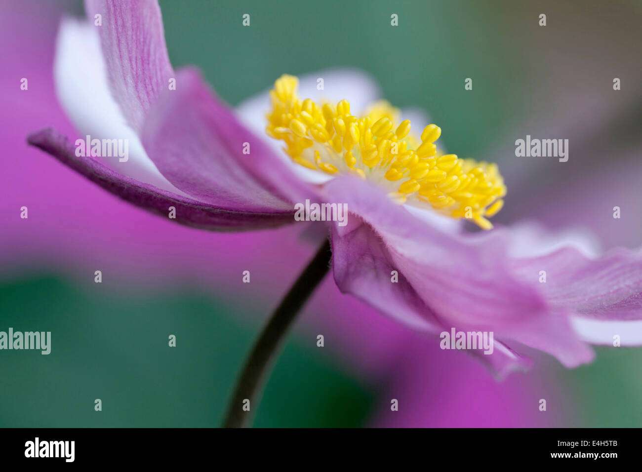 Anémone Anémone, Japonais, Anemone x hybrida 'Serenade'. Banque D'Images