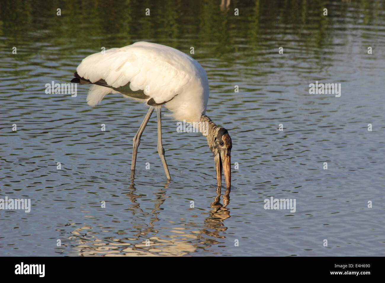 Une Cigogne en bois rss en pataugeant dans une zone humide côtière Banque D'Images