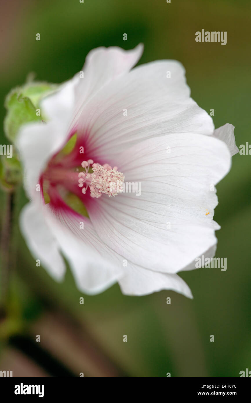 Mallow, Lavatera 'Barnsley'. Banque D'Images
