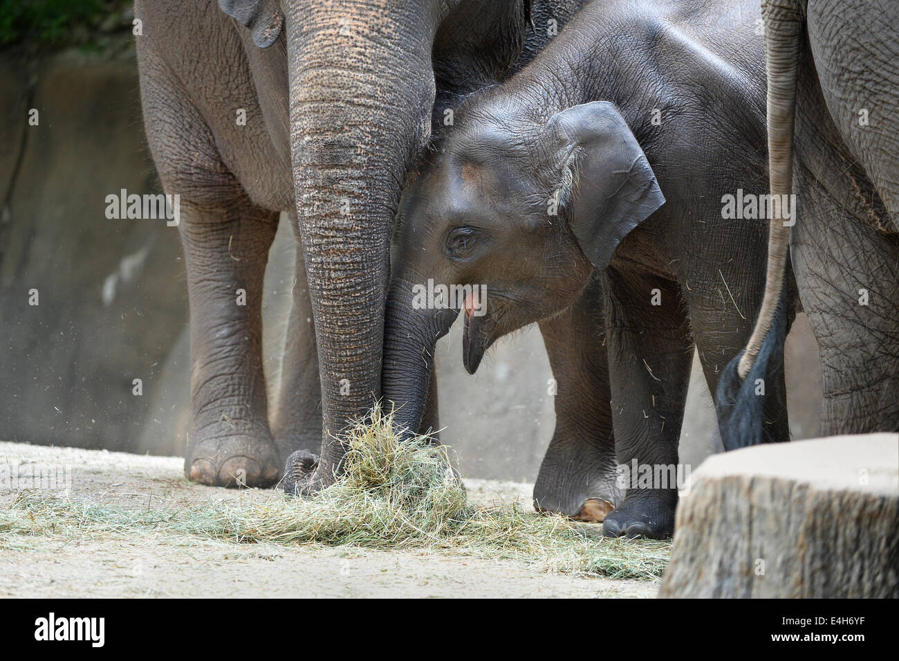 Bébé éléphant avec la mère de manger Banque D'Images