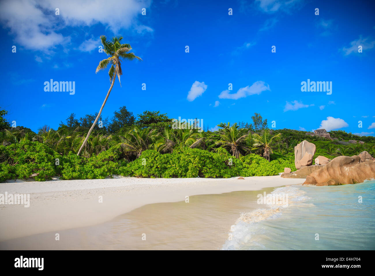 Les Palmier sur une plage tropicale Banque D'Images