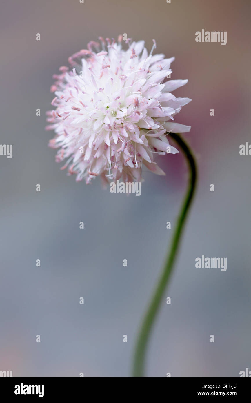 Scabious, Scabiosa columbaria 'Blue note'. Banque D'Images Scabious, Scabiosa columbaria 'Blue note'. Banque D'Images