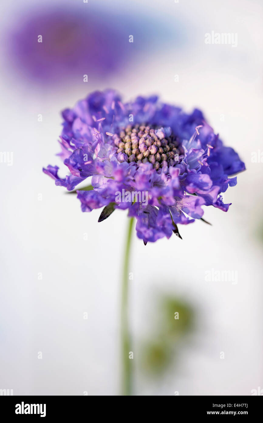 Scabious, Scabiosa columbaria 'Blue note'. Banque D'Images Scabious, Scabiosa columbaria 'Blue note'. Banque D'Images
