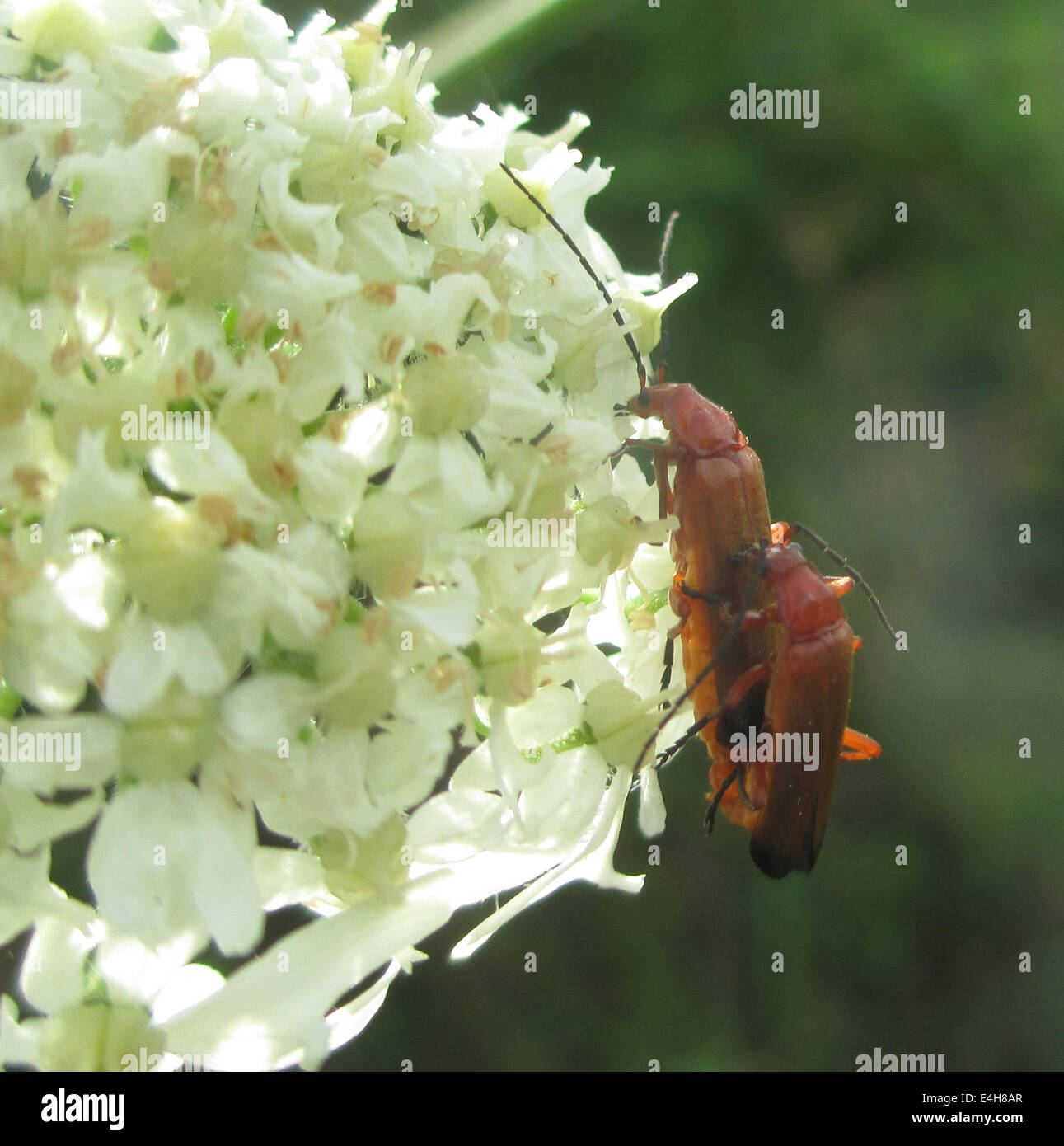 Les coléoptères Rhagonycha fulva soldat. Photo Tony Gale Banque D'Images