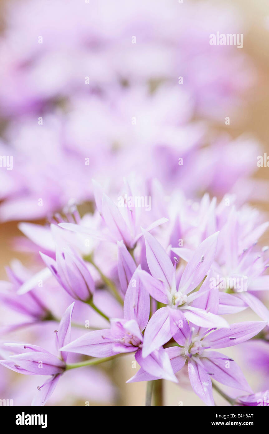 L'allium, Allium 'Eros'. Banque D'Images