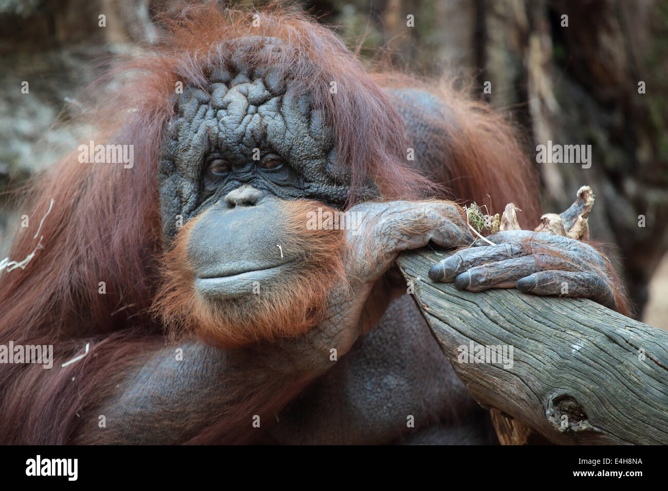 Portrait d'orang-outan, Pongo pygmaeus, un grand singe originaire de l'île de Bornéo Banque D'Images