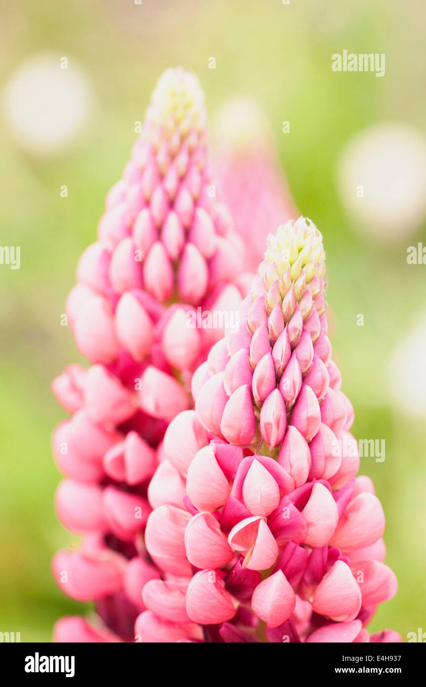 Lupin, Lupinus cultivar. Banque D'Images
