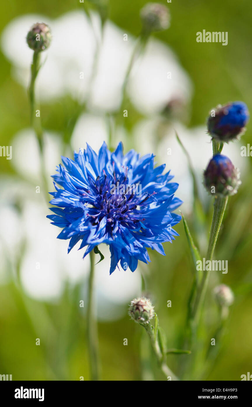 Bleuet, Centaurea cyanus. Banque D'Images