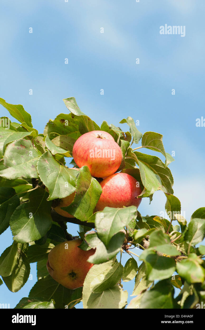 Apple, Malus domestica 'Breakwells' des semis. Banque D'Images