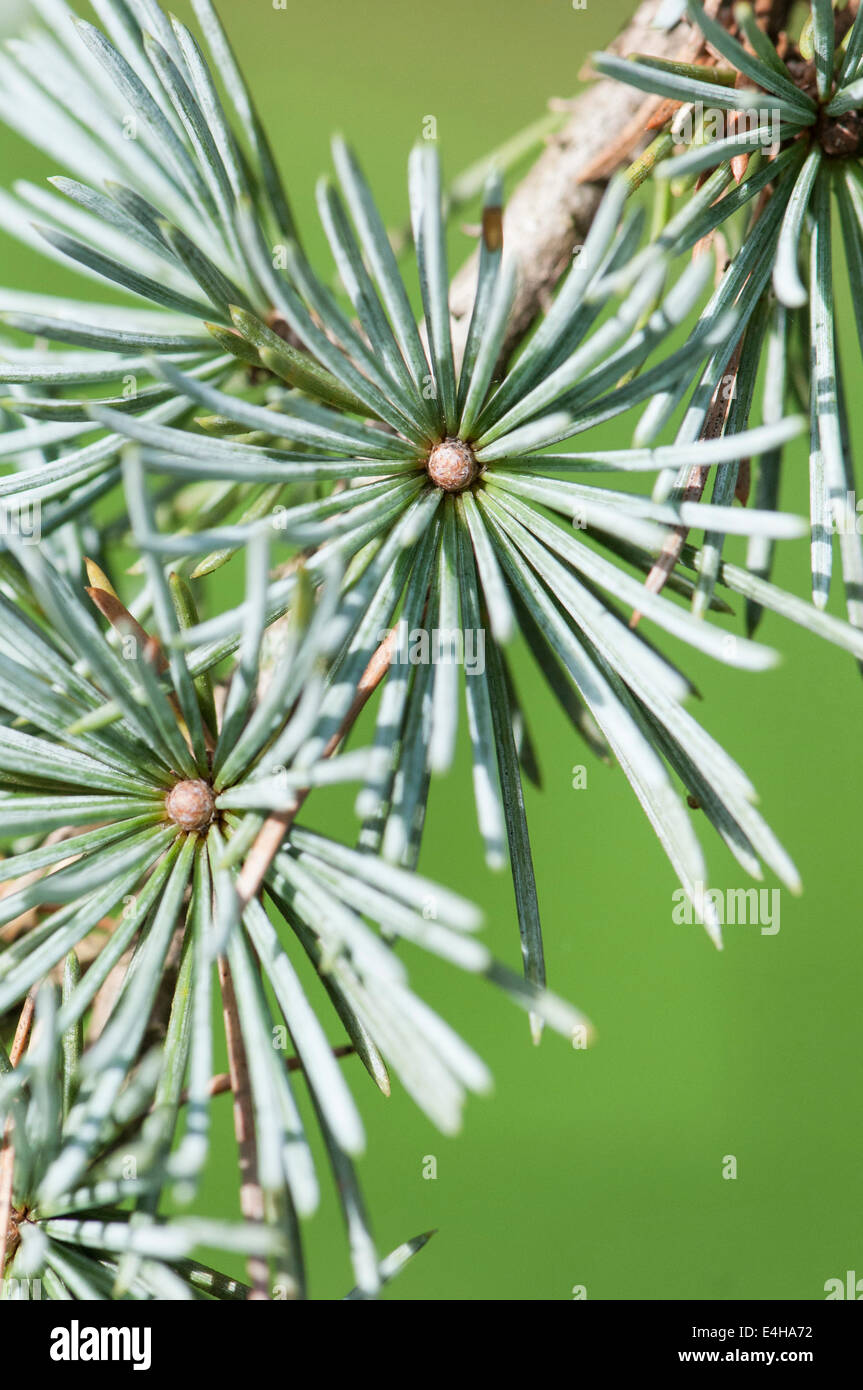 Bleu pleureur Cèdre de l'Atlas, Cedrus atlantica 'Glauca pendula'. Banque D'Images